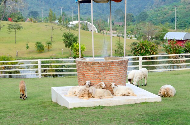 Ovejas en un prado en las montañas