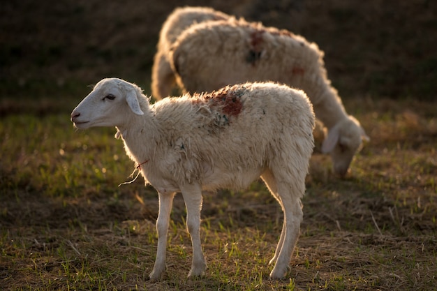 ovejas en el prado