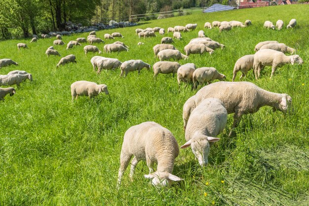 ovejas en primavera