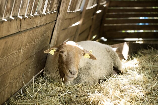 Foto las ovejas se relajan en el heno en el corral