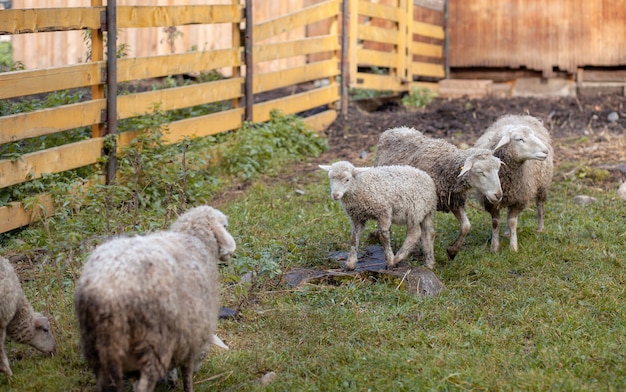 Foto ovejas rizadas blancas detrás de un prado de madera en el campo. las ovejas y los corderos pastan en la hierba verde. la cría de ovejas. limpieza interna.