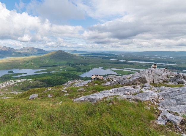 Ovejas en las rocas con hermosas vistas del paisaje desde la cumbre de Derryclare mauntain.