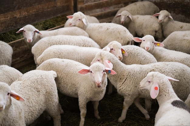 Ovejas sanas de pura raza en una granja