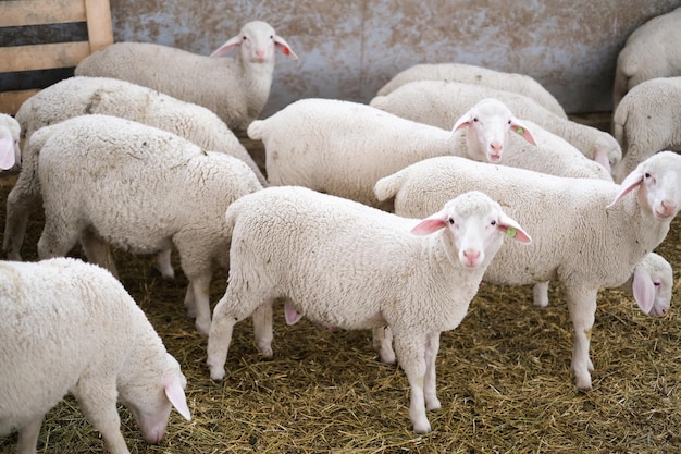 Ovejas sanas de pura raza en una granja