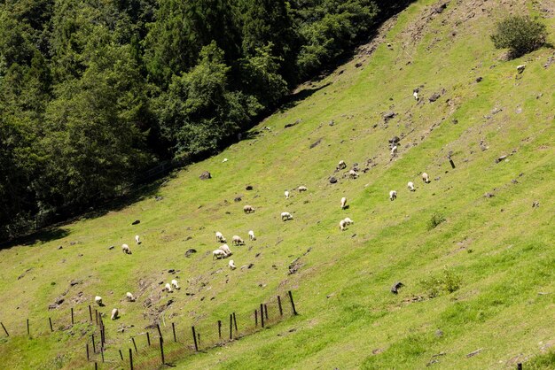 Las ovejas sobre el prado en la granja Cingjing de Nantou en Taiwán