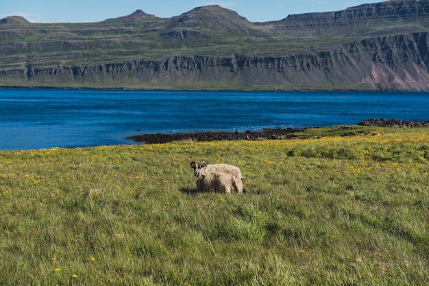 Ovejas solitarias islandesas en un pasto en Islandia con una montaña y un mar al fondo