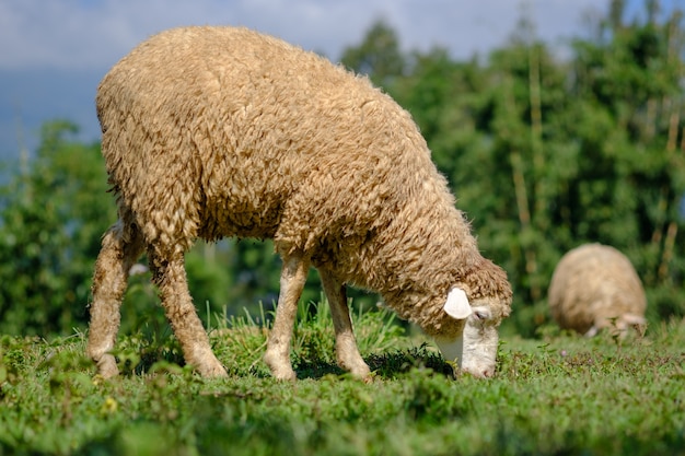 Ovejas en las tierras de labrantío que comen el prado