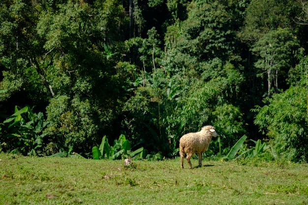 Ovejas en las tierras de labrantío que comen el prado