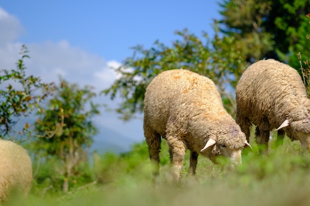 Ovejas en las tierras de labrantío que comen el prado