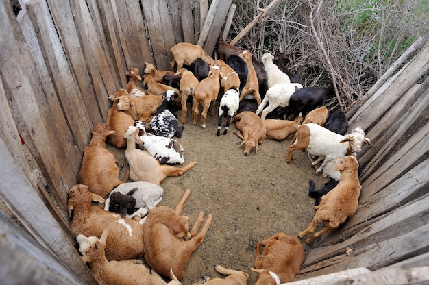 Foto ovejas de la tribu masai