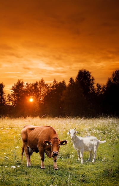 OVEJAS Y VACAS EN HIERBAS EN EL RETRATO DE LA PUESTA DEL SOL