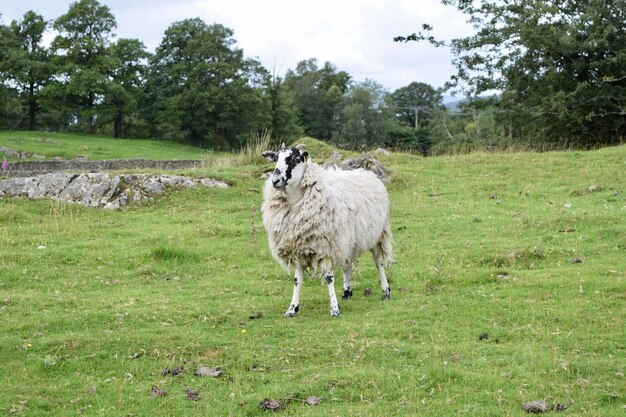 Foto las ovejas de windermere