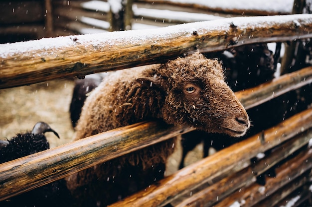 ovejas en un zoo nevado