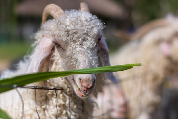 Ovejas en el zoo