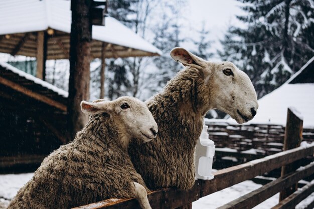 ovelha bonita perto da cerca coberta de neve. inverno nos Cárpatos ucranianos