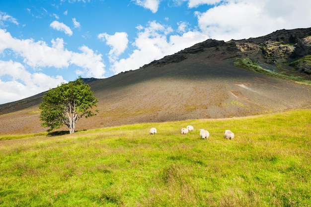 Ovelha branca em campo verde nas montanhas. Islândia do Sul