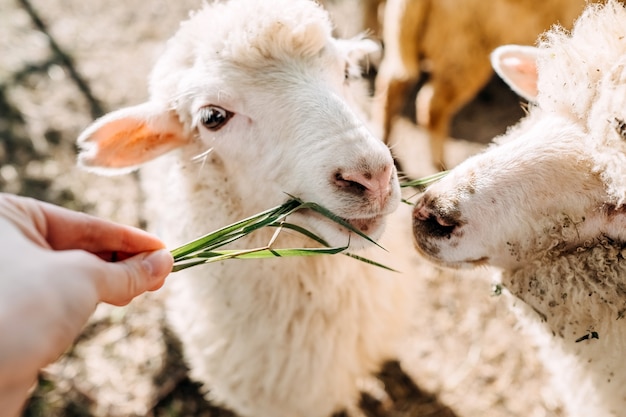 Ovelha branca na fazenda, comendo grama da mão humana.