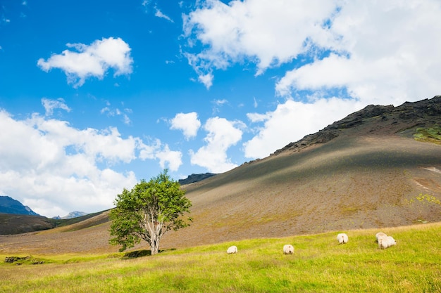 Ovelha branca na grama verde nas montanhas. Bela paisagem de verão. Islândia do Sul