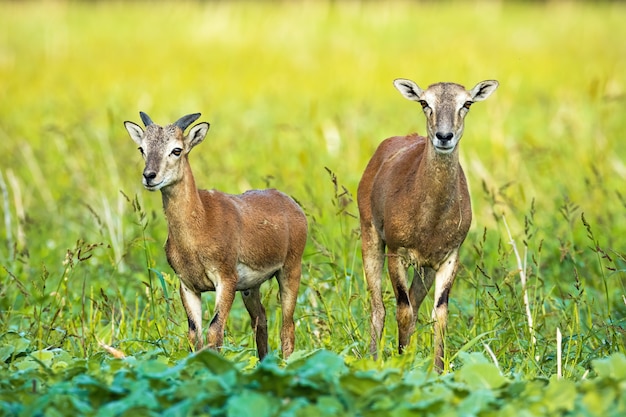 Ovelha de muflão selvagem e jovem ram com chifre crescendo no campo verde