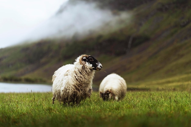 Ovelha escocesa Blackface em Talisker Bay, na Ilha de Skye, na Escócia