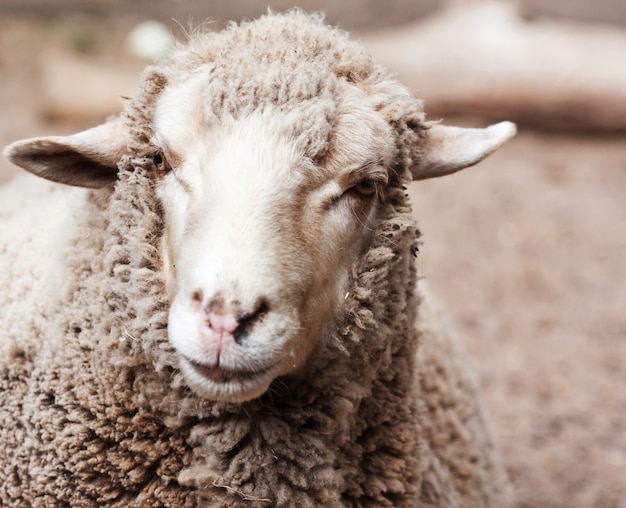 ovelha lanosa no zoológico