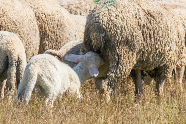 Ovelha ovelha e cordeiro na grama de primavera