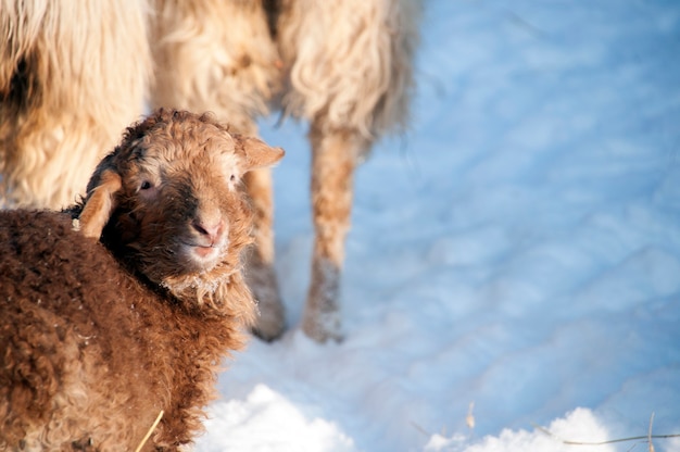 Ovelha pequena ao lado de ovelha grande em uma fazenda no inverno