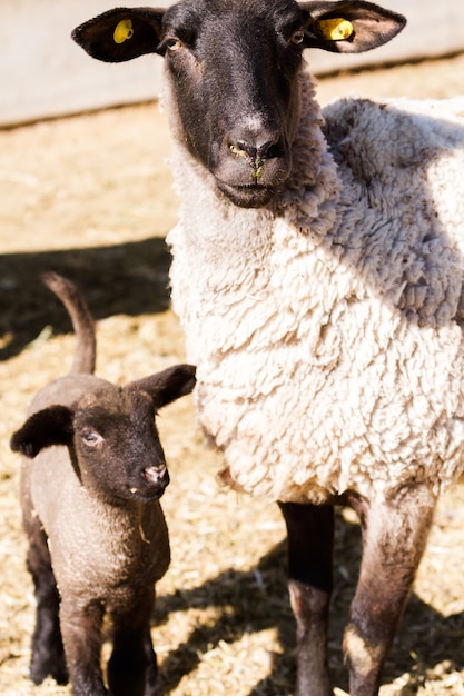 Ovelha Suffolk com cordeiro em uma fazenda local na primavera.