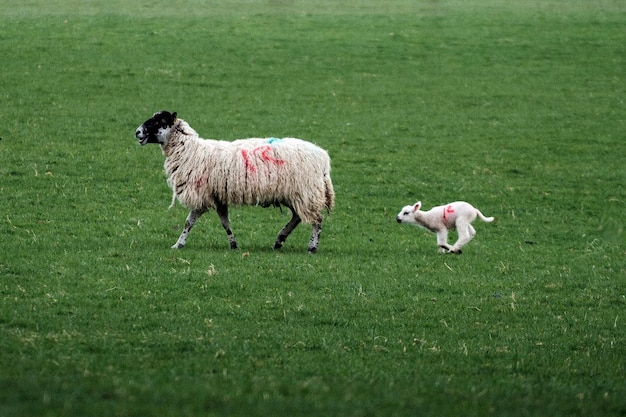 Ovelha Swaledale em uma fazenda em Lake District, Escócia