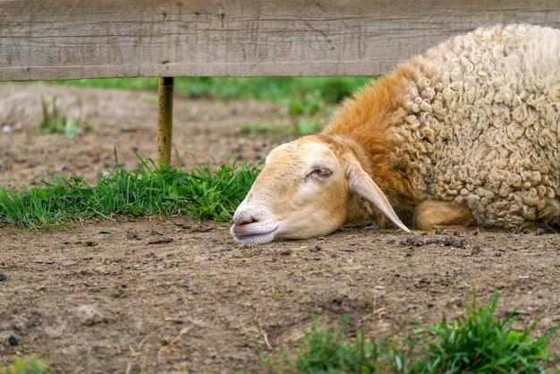 Ovelha triste encontra-se no chão Doença e depressão em animais