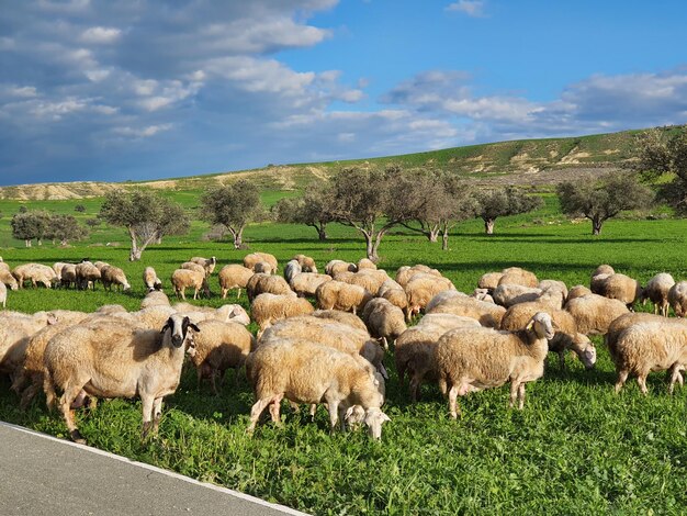 Foto ovelhas a pastar no campo contra o céu