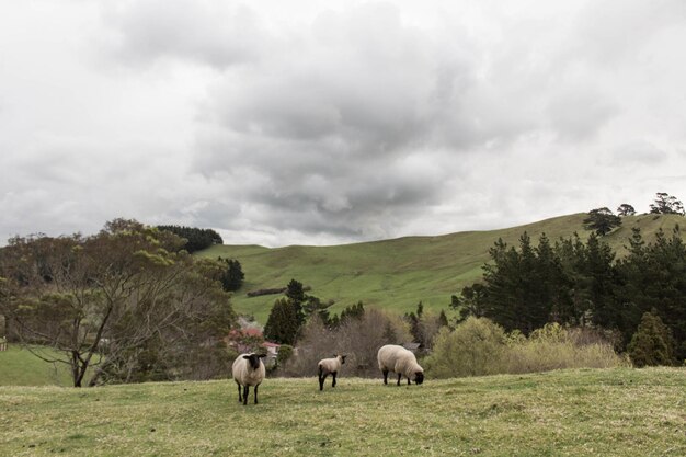 Foto ovelhas a pastar no campo contra um céu nublado