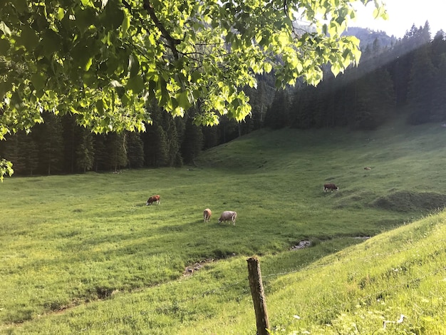 Foto ovelhas a pastar no campo