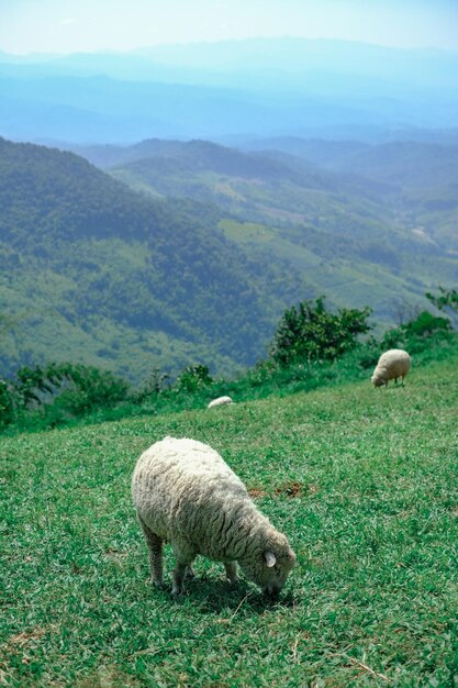 Foto ovelhas a pastar no campo