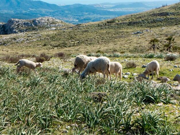 Foto ovelhas a pastar no campo
