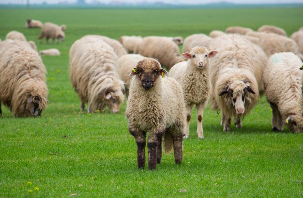 Ovelhas a pastar num campo