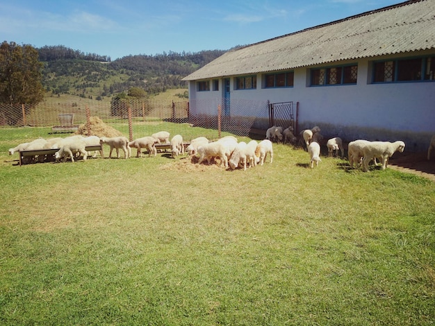 Foto ovelhas a pastar num campo