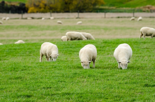 Ovelhas a pastar num campo