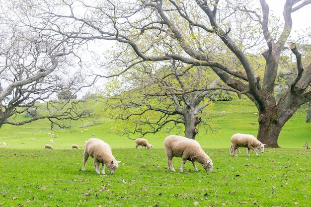 Ovelhas a pastar num campo