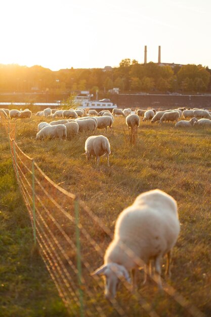 Ovelhas a pastar num campo