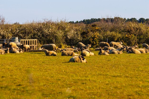 Ovelhas a pastar num campo