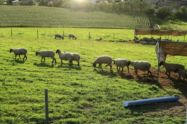 Foto ovelhas a pastar num campo