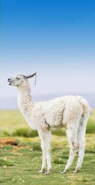 Ovelhas a pastar num campo