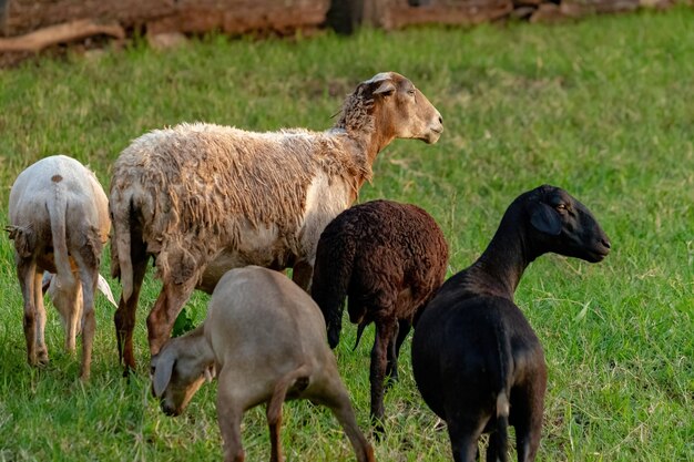 Ovelhas adultas criadas com animais com foco seletivo