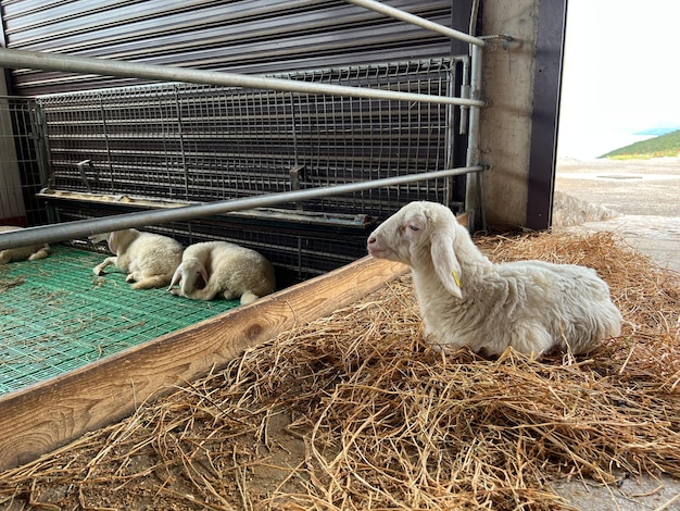 Ovelhas brancas descansando em uma barraca em uma fazenda