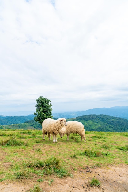 Ovelhas brancas na colina da montanha