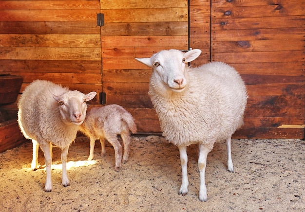 Foto ovelhas com cordeiro bonito na fazenda