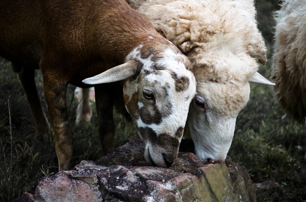 Ovelhas comem comida nas rochas nas fazendas.