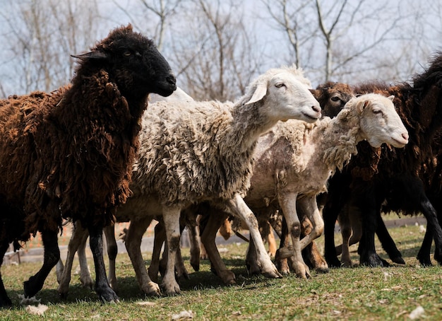 Ovelhas comem grama verde fresca Pastagem de ovelhas domésticas e carneiros andando na fazenda