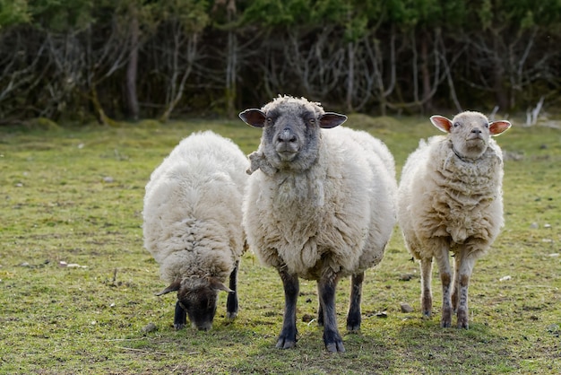 Ovelhas comendo grama fresca ovelhas não tosadas em um campo de ovelhas de primavera olhando para o conceito de agricultura de pastagem livre